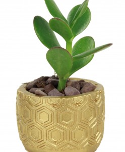Mini Çiçek Saksı Küçük Sukulent Altın Kaktüs Saksısı Altıgen Desenli Model